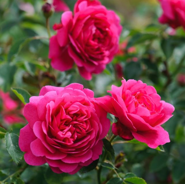 Роза парковая Сэр Джон Бетджемен